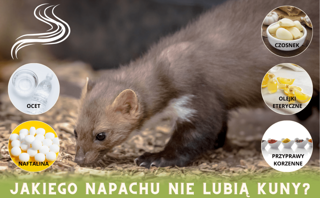 jakiego-zapachu-nie-lubią-kuny Jakiego zapachu nie lubią kuny? Ocet, czosnek, olejki eteryczne, naftalina, przyprawy korzenne