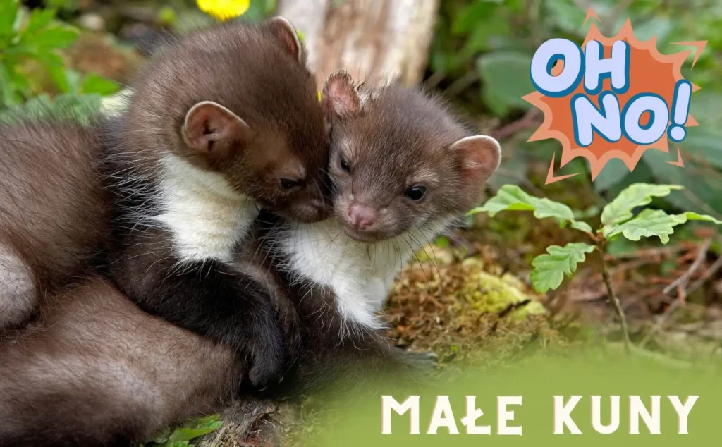 kiedy-kuna-ma-male rozród kuny kiedy kuna ma małe
