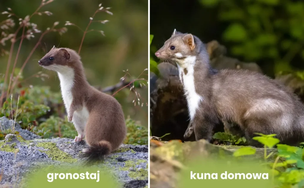 kuna-czy-gronostaj Porównanie gronostaja i kuny domowej
