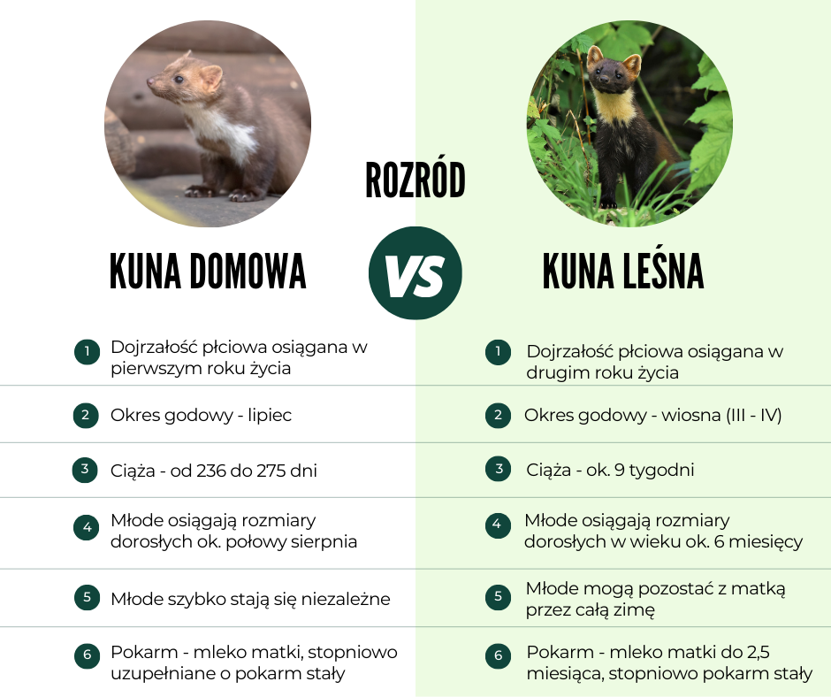 rozród_kuny_domowej_i_leśnej