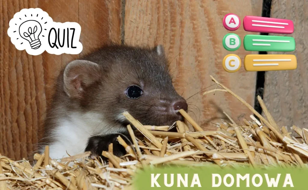 kuna-domowa-quiz kuna domowa quiz