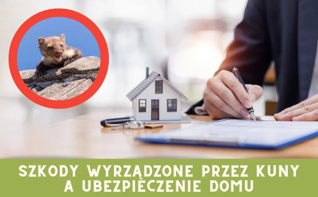 szkody wyrządzone przez kuny
