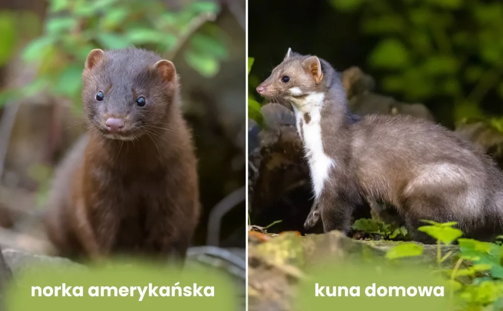 kuna_domowa_vs_norka_amerykańska kuna domowa vs norka amerykańska