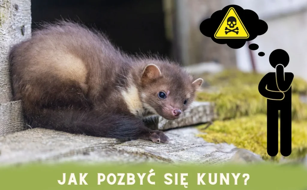 jak-pozbyć-się-kuny jak pozbyć się kuny