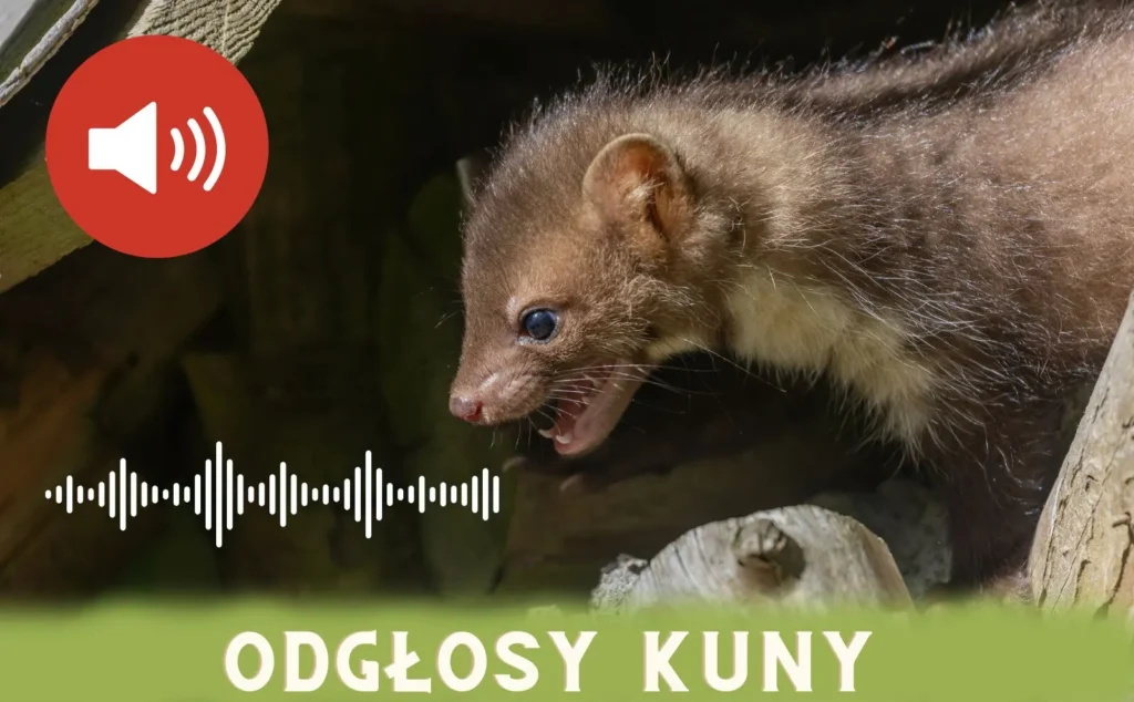 odgłosy_kuny