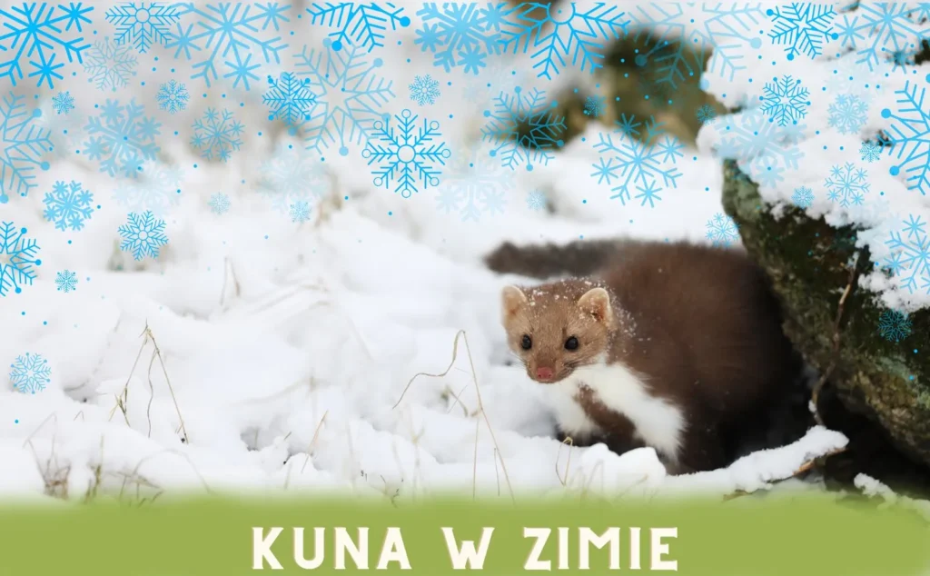 kuna_w_zimie kuna w zimie