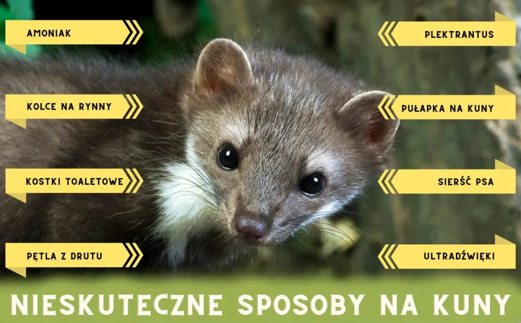 nieskuteczne_sposoby_na_kuny nieskuteczne sposoby na kuny
