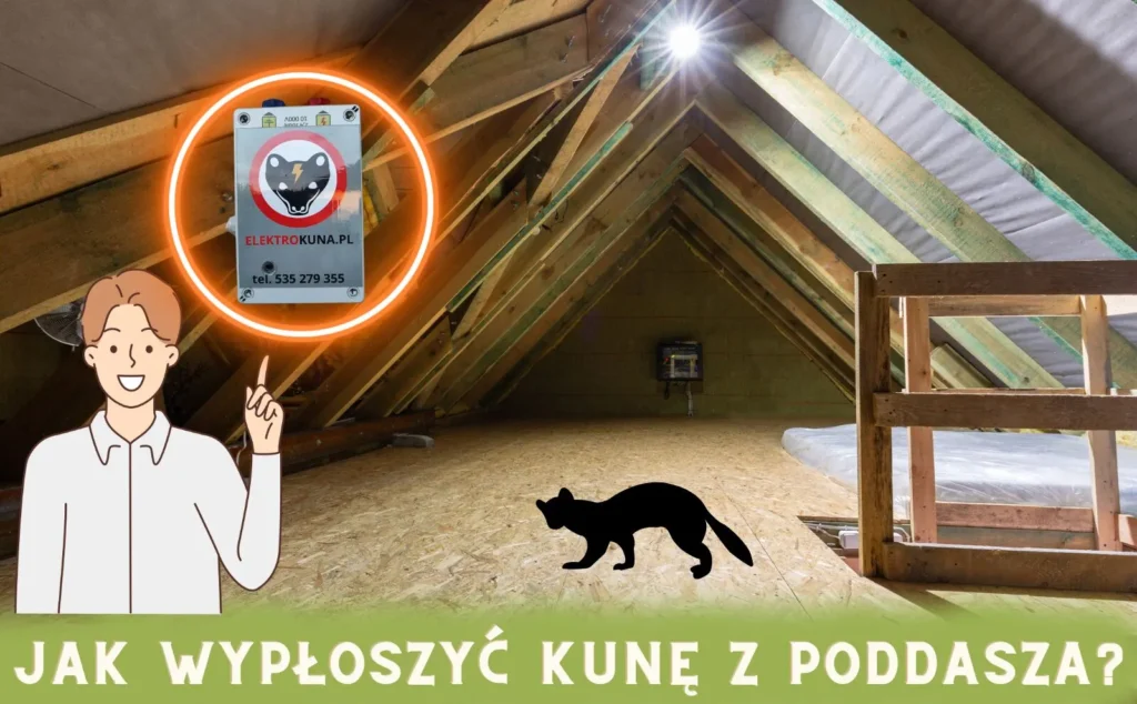 jak_wypłoszyć_kunę_z_poddasza jak wypłoszyć kunę z poddasza